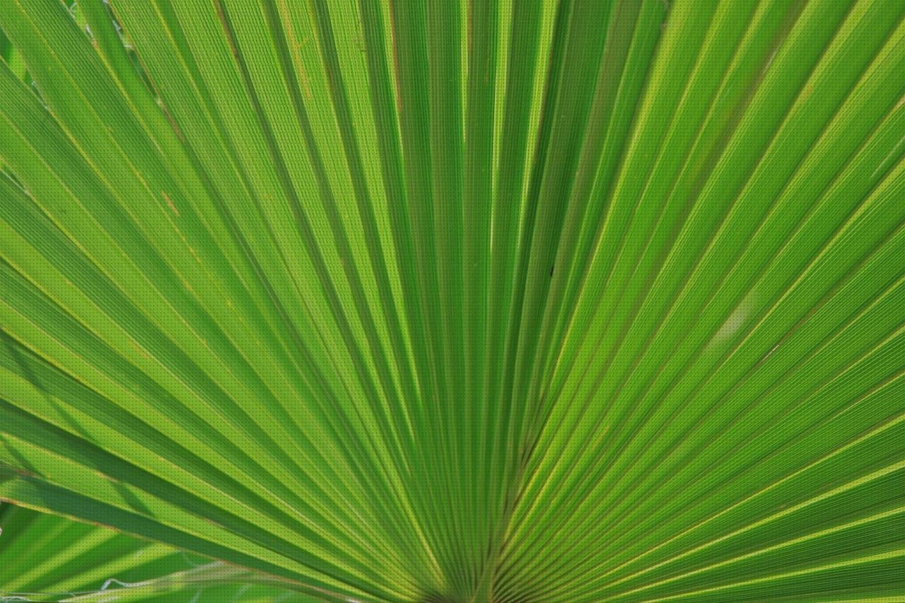 Review de abanico de plástico color