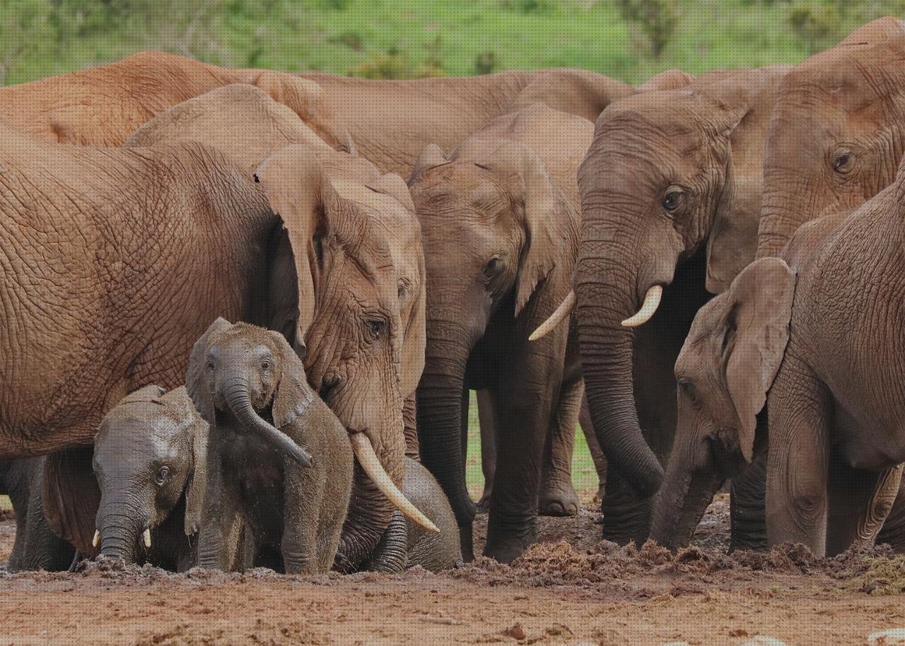 ¿Dónde poder comprar capazos plástico grandes abrevaderos de plástico grandes?