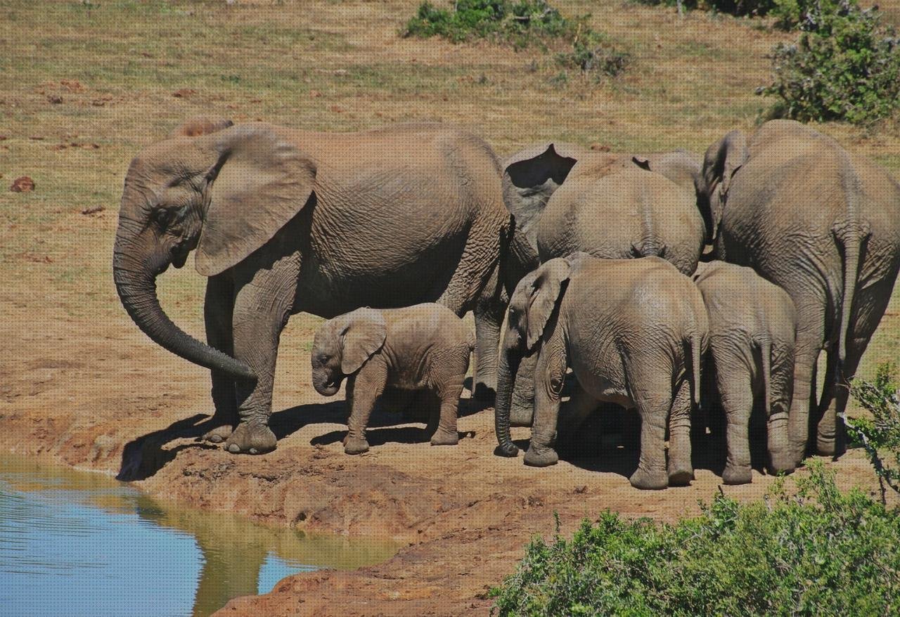 Opiniones de capazos plástico grandes abrevaderos de plástico grandes