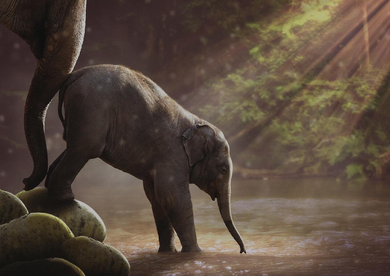 Opiniones de los 12 mejores Abrevaderos De Plásticos Grandes