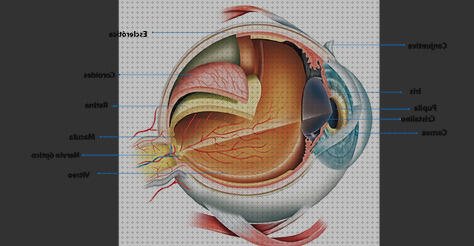 Las mejores marcas de cubrepiernas moto custom metacrilato cupula moto custom metacrilato ciervo de metacrilato acrilato de siloxi metacrilato