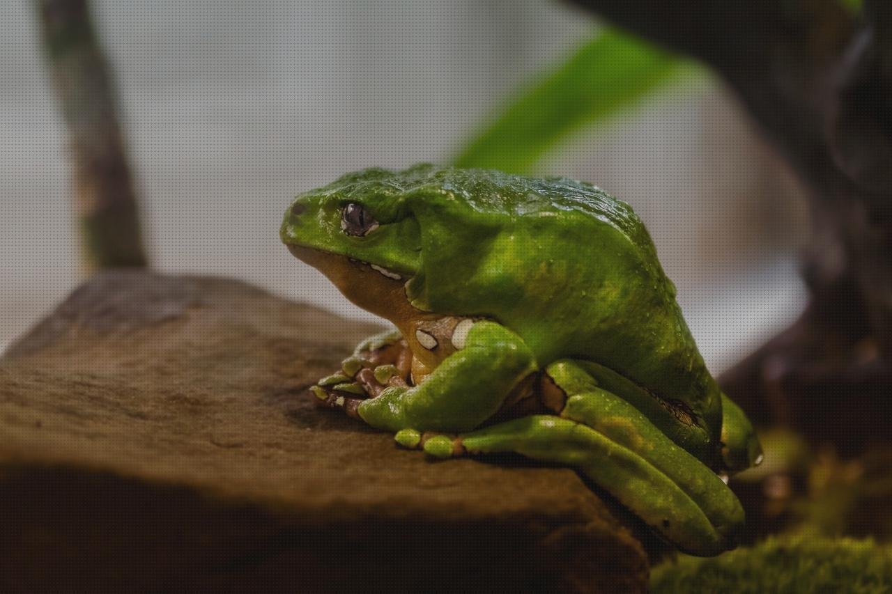 Análisis de los 23 mejores Acuarios De Ranas De Plásticos