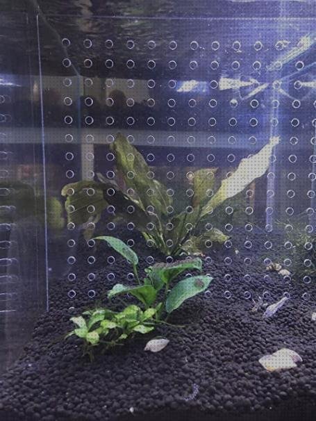 Los mejores 10 Acuario Division Con Vidrio De Plástico