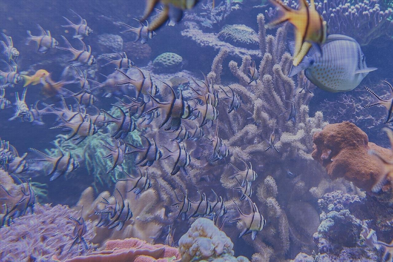 Las mejores acuario plástico bol de silicona mini mat capacidad mini mesa de plástico acuario grande de plástico