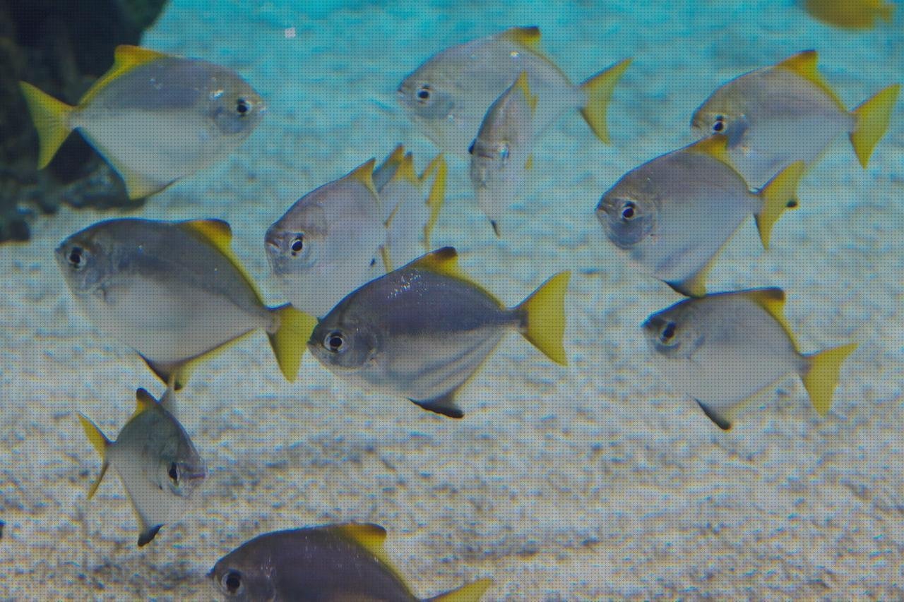 Review de acuario grande de plástico