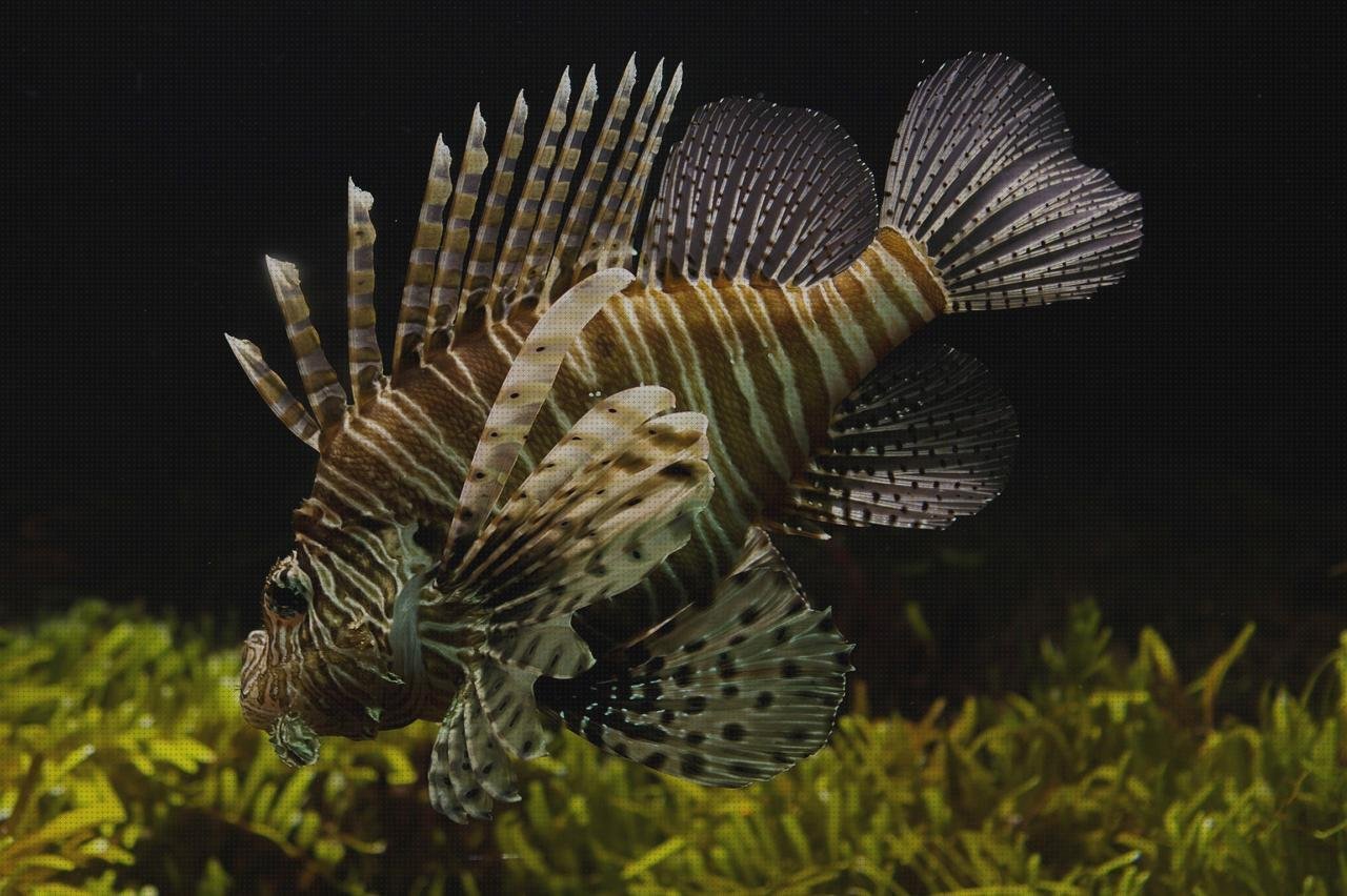 Las mejores metacrilato acuario metacrilato