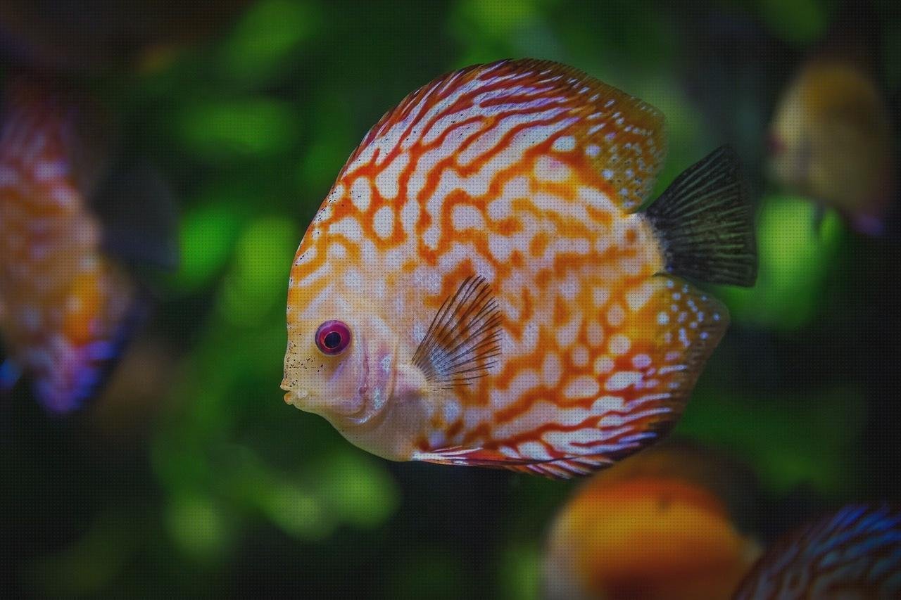 Las mejores marcas de acuario metacrilato metacrilato acuario redondo metacrilato