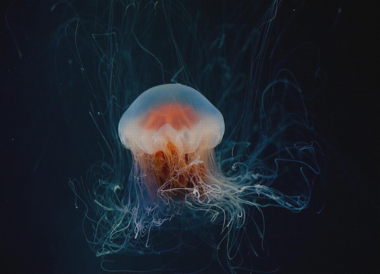 Las mejores acuario metacrilato metacrilato acuario redondo metacrilato