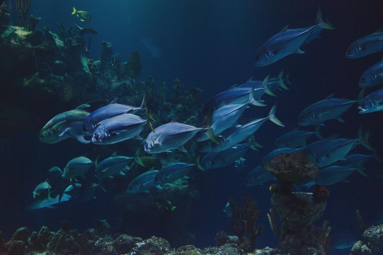 Review de acuario redondo metacrilato