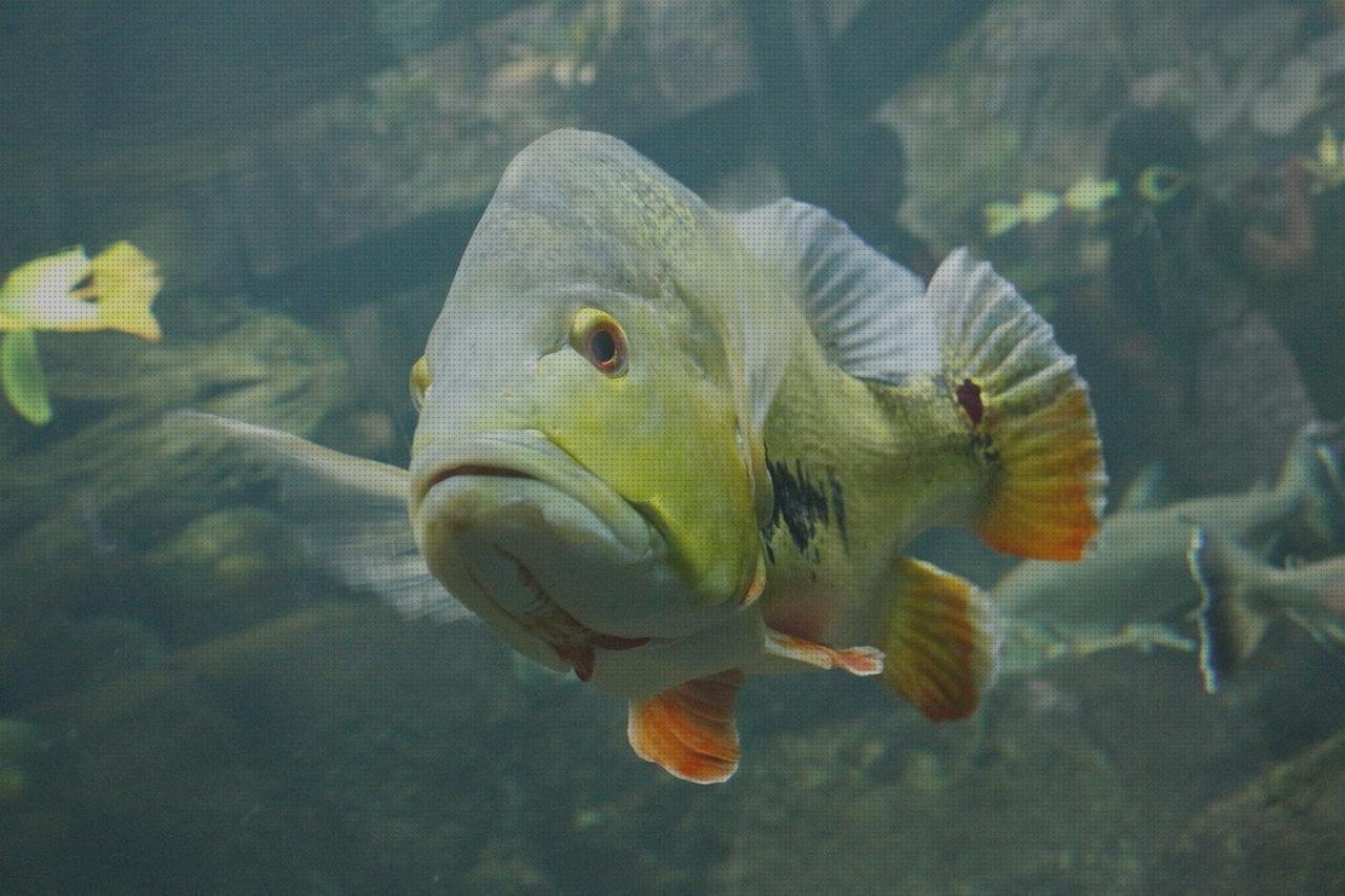 Opiniones de los 16 mejores Acuariofilia Metacrilato