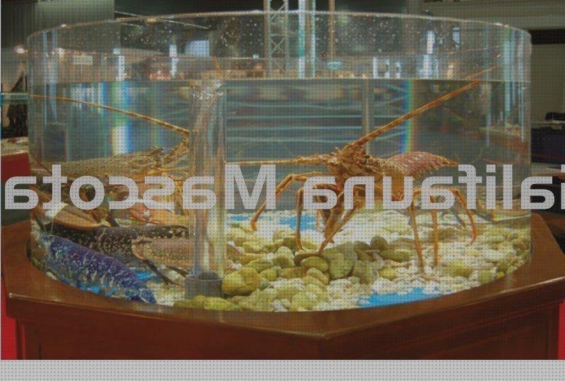 ¿Dónde poder comprar cortal metacrilato panera metacrilato perchero metacrilato acuaterrario metacrilato?