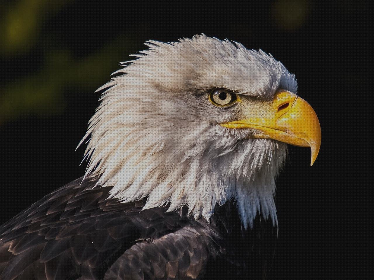 ¿Dónde poder comprar capazos plástico grandes aguilas de plástico grandes?