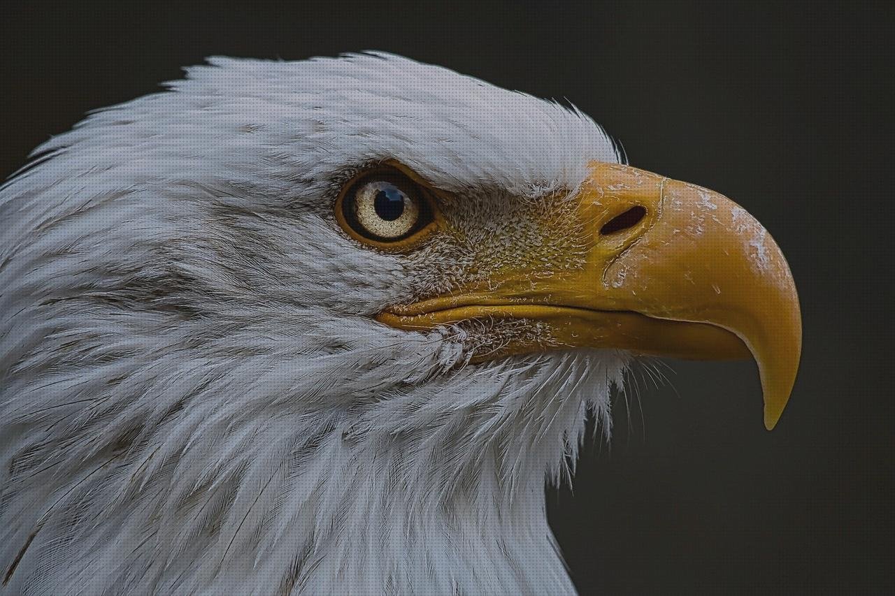 Las mejores capazos plástico grandes aguilas de plástico grandes