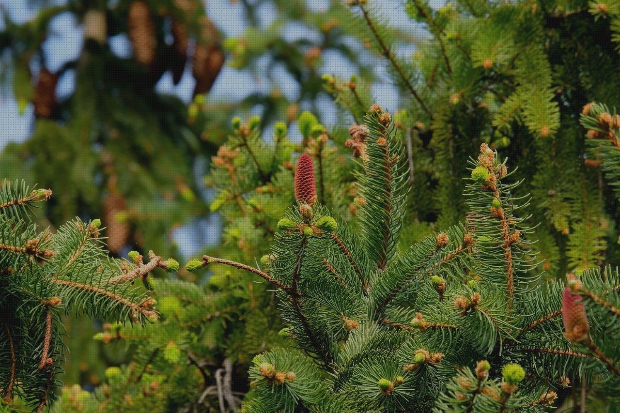 Review de aguja con plástico amarilla