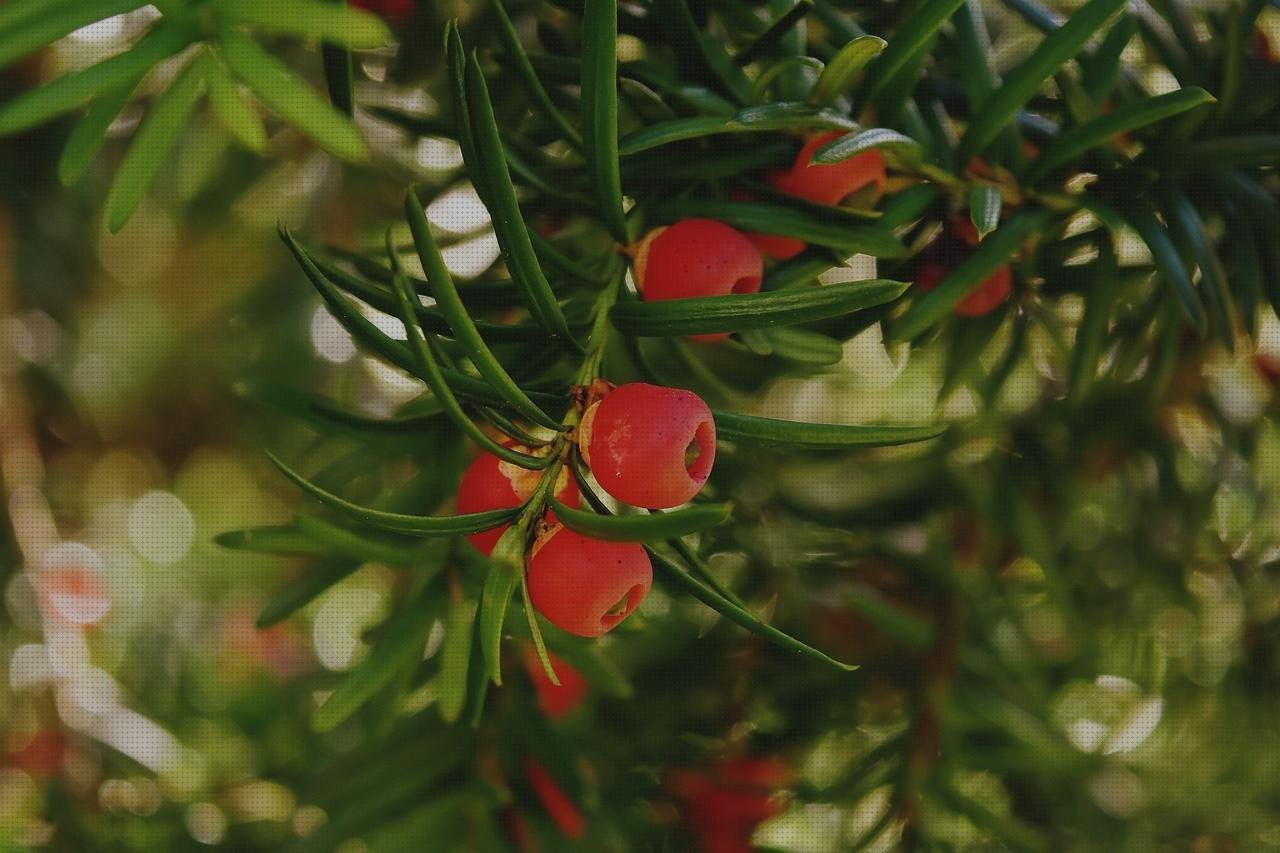 ¿Dónde poder comprar agujas de plástico bol de silicona mini mat capacidad mini mesa de plástico agujas de tejer circulares plástico?