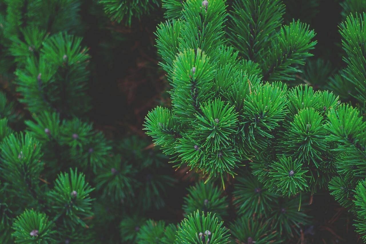 Las mejores marcas de aguja de plástico fachadas ventiladas de policarbonato fachada policarbonato agujas policarbonato dermografo