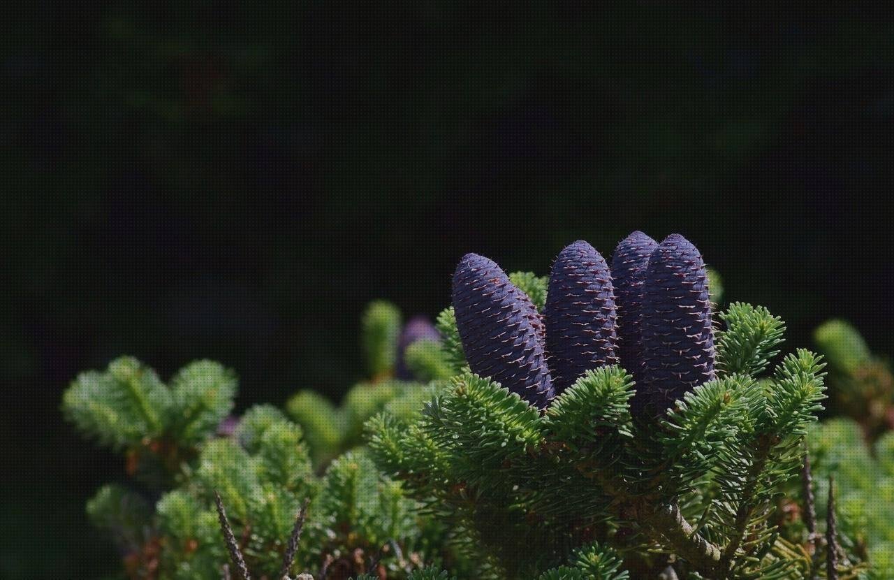 Las 3 Mejores Agujas Policarbonato Dermografo