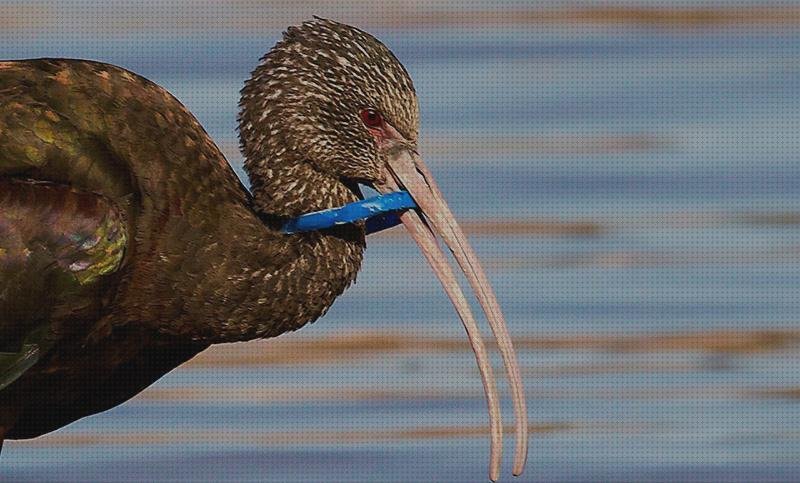 Las mejores marcas de sump de plástico cabuchones de silicona caliente cabuchones de plástico aimales con plástico