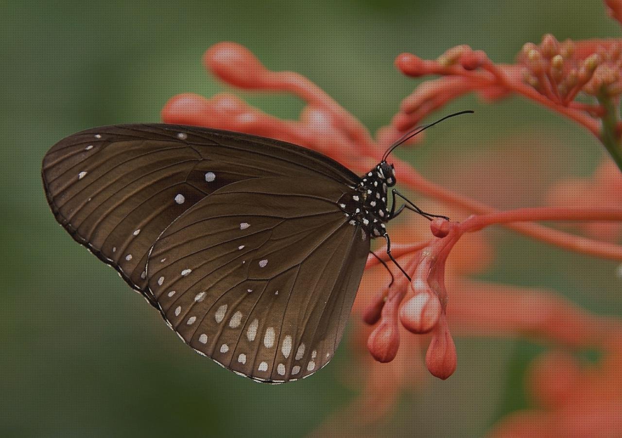 Las mejores marcas de alas de plástico alas de mariposa de plástico