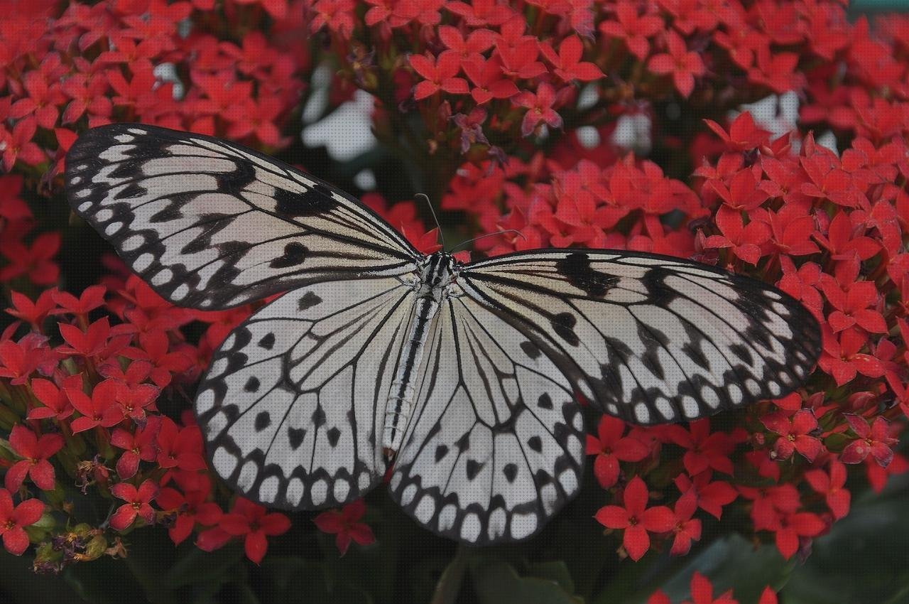 Las mejores alas de plástico alas de mariposa de plástico