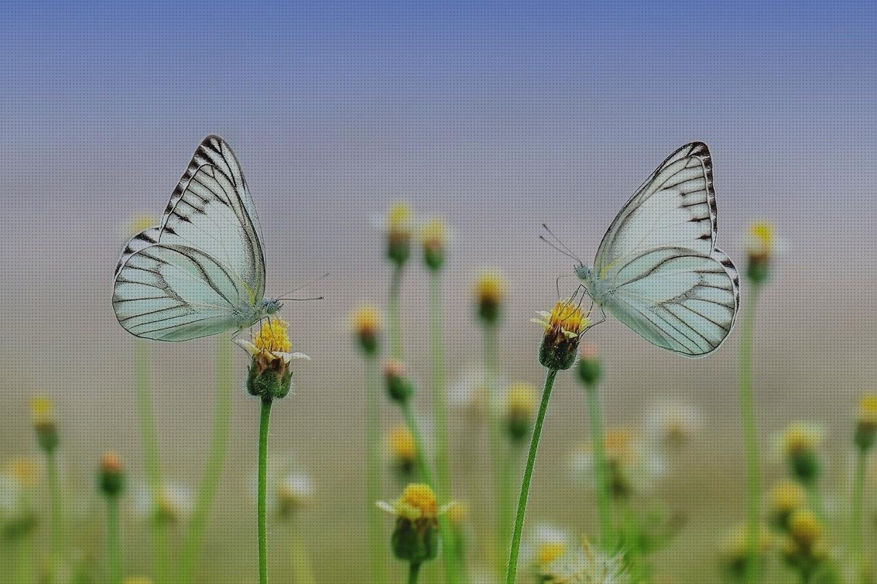 Las mejores 15 Alas De Mariposas De Plásticos