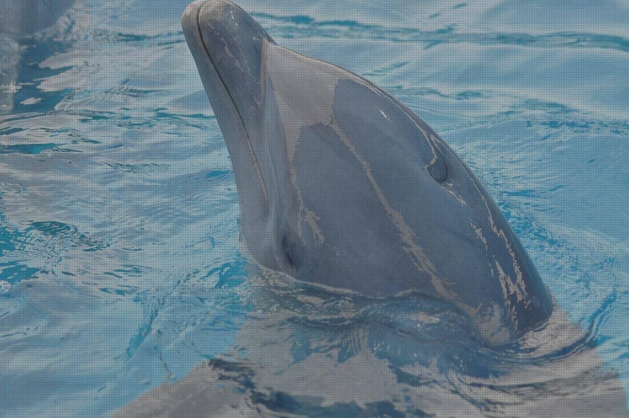 Las mejores albercas de plástico funda de silicona honor 20 lite funda silicona p9 lite albercas de plástico duro