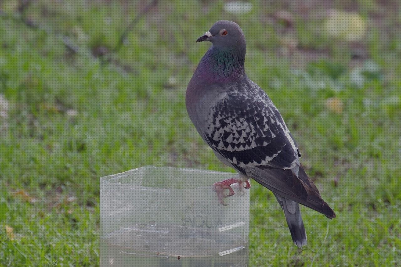 ¿Dónde poder comprar recipiente plástico alcampo recipientes de plástico?