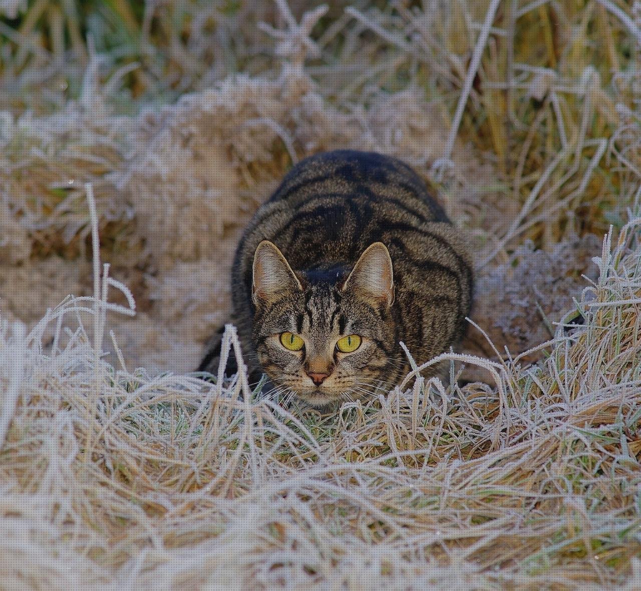 ¿Dónde poder comprar alfombrillas plastico exterior alfombrilla raton policarbonato?