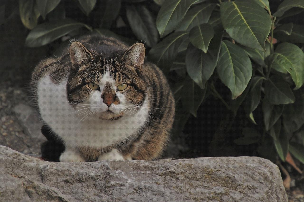 Review de alfombrilla raton policarbonato