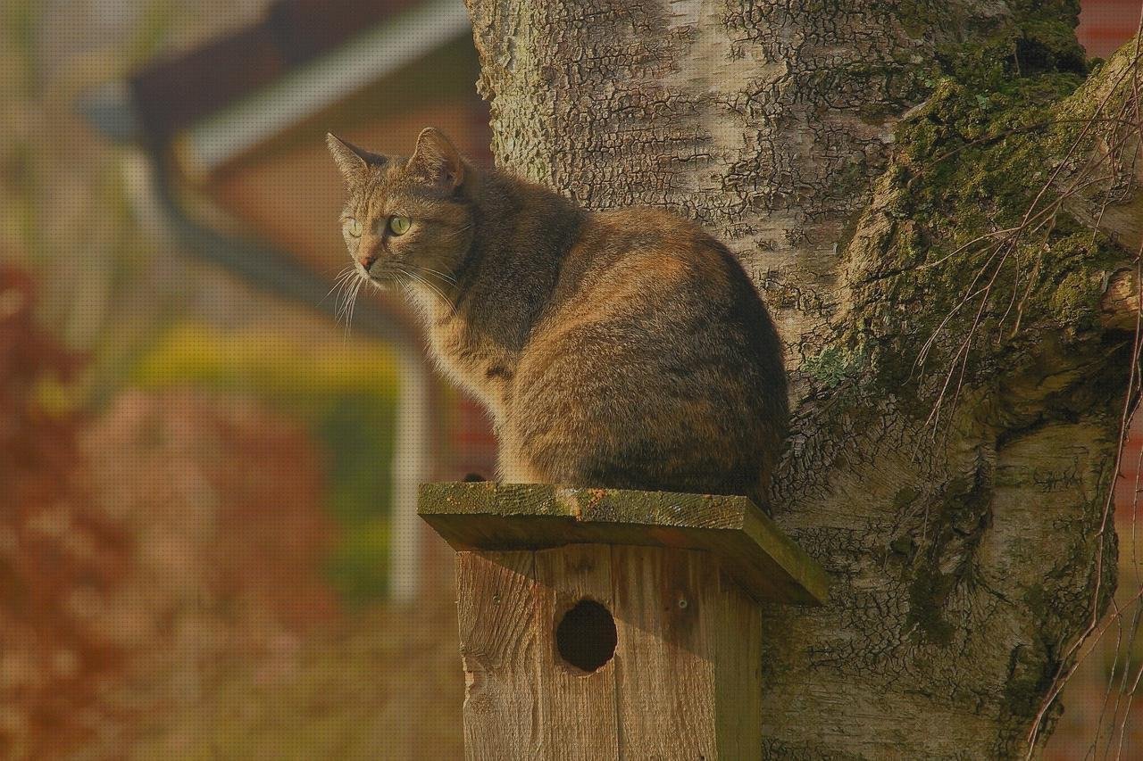 Análisis de las 6 mejores Alfombrilla Raton Policarbonato