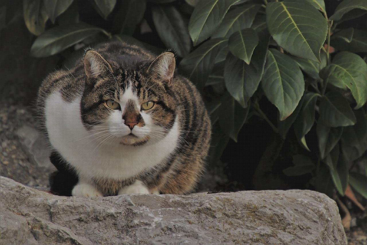 Las mejores alfombrillas plastico exterior alfombrillas policarbonato transparente
