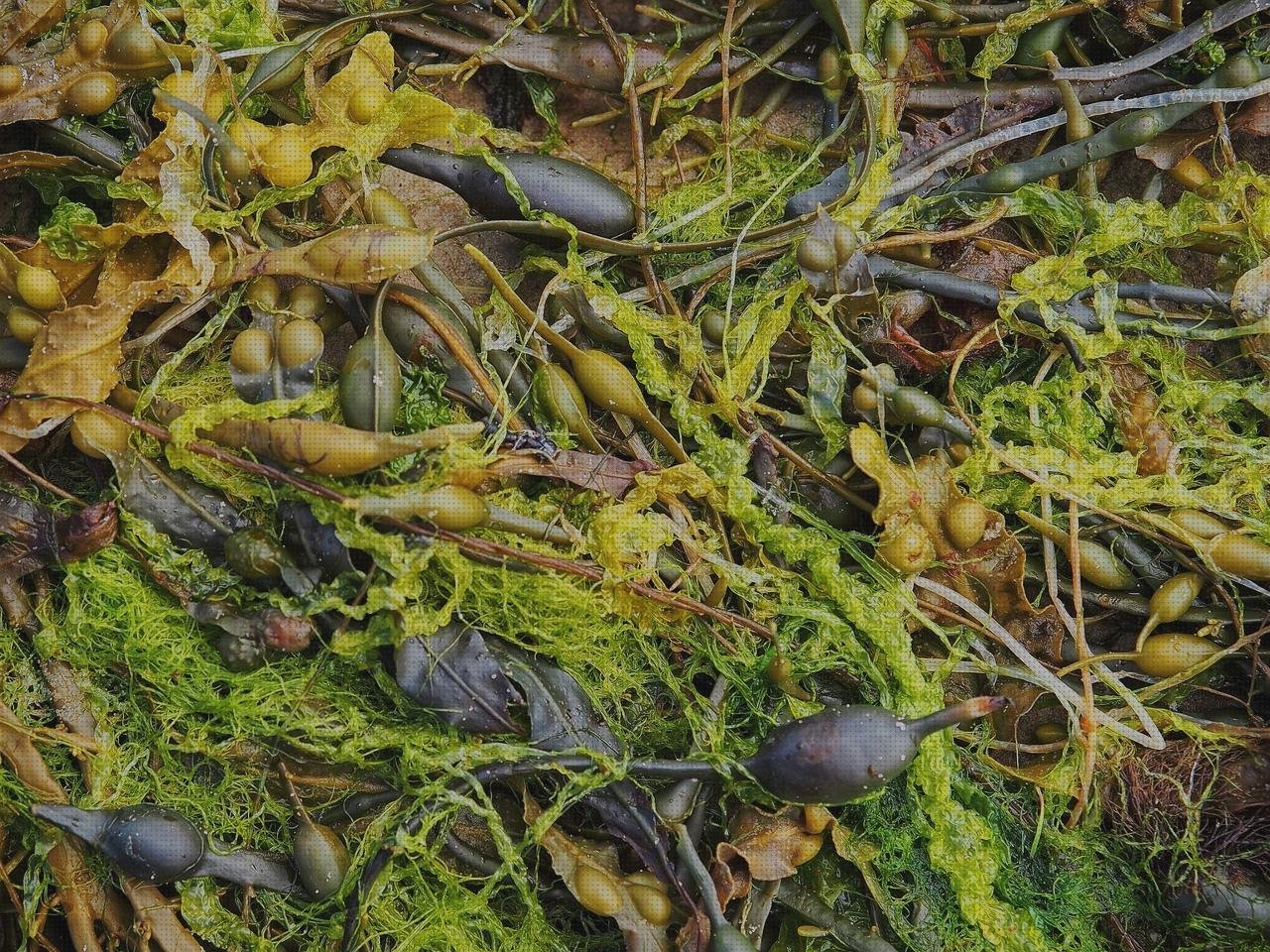 Las mejores marcas de piscinas plástico algas en piscinas de plástico