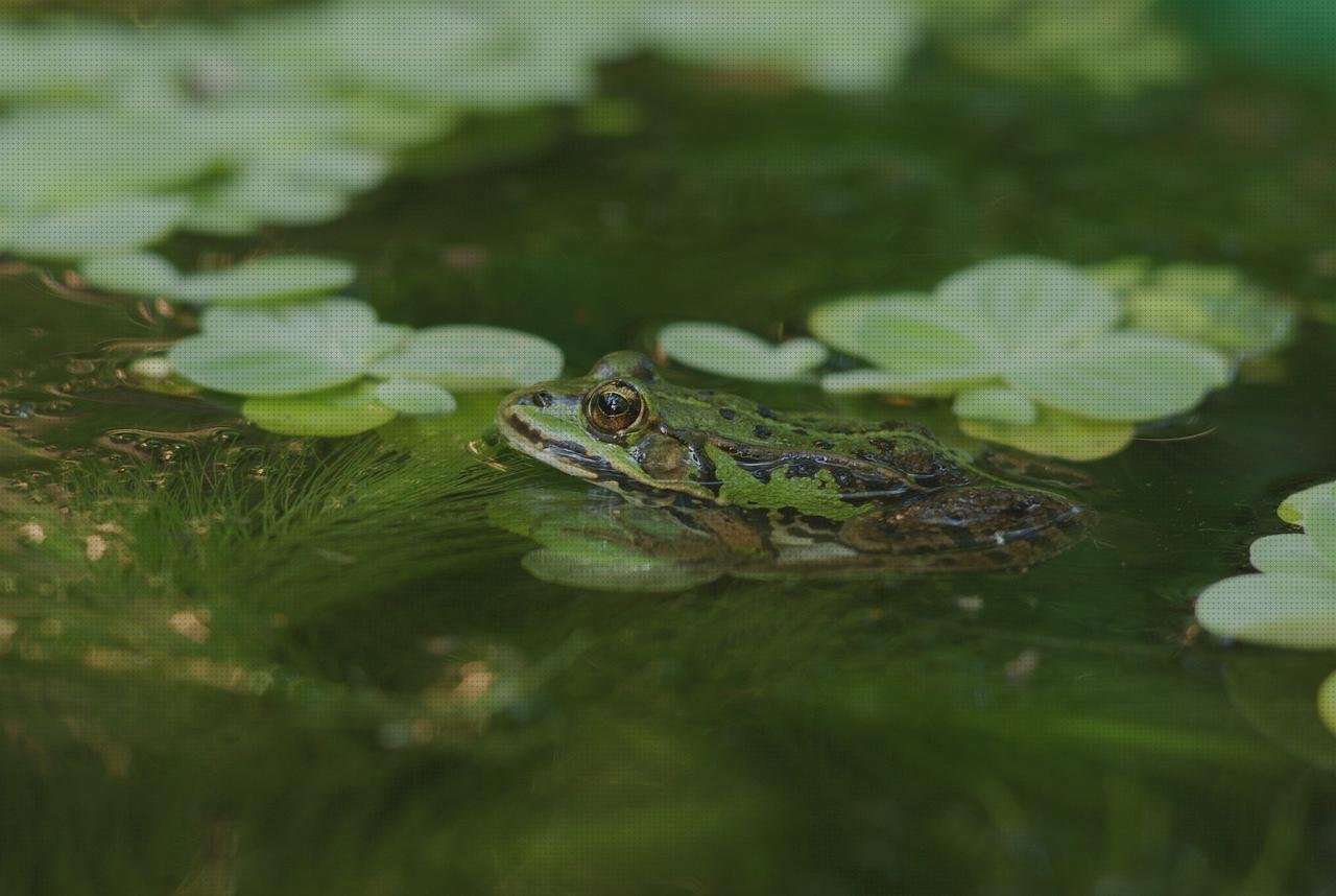 Las mejores piscinas plástico algas en piscinas de plástico