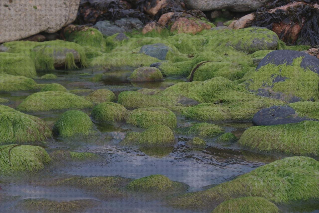 Review de algas en piscinas de plástico