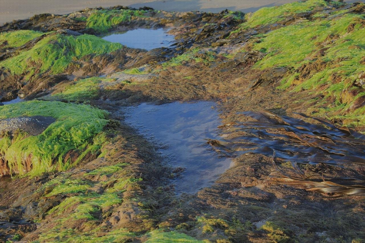 Opiniones de las 4 mejores Algas En Piscinas De Plásticos