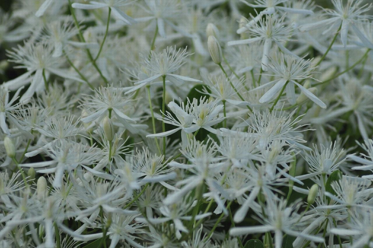 Las mejores plana de plástico llana de plástico floresde plástico algodon con plástico