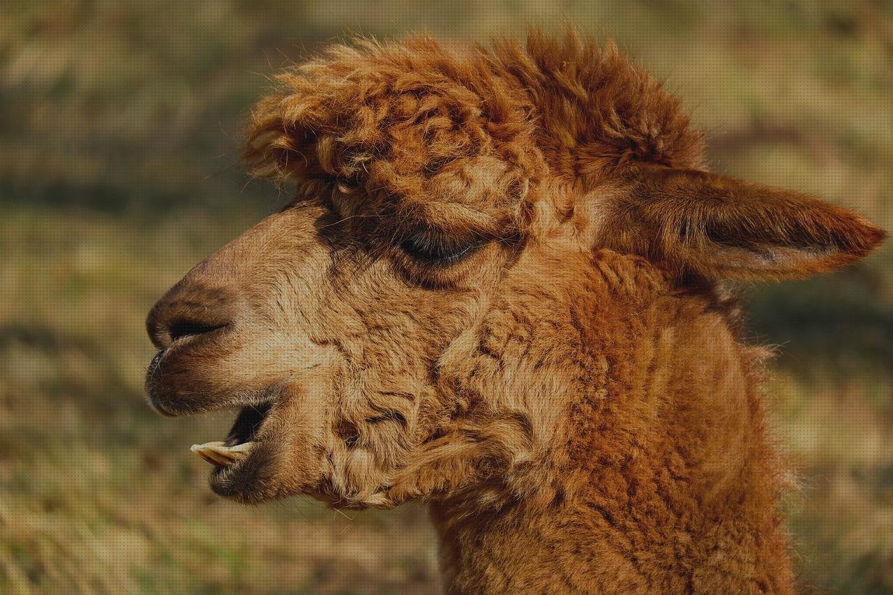 Las mejores sump de plástico cabuchones de silicona caliente cabuchones de plástico alpacas con plástico