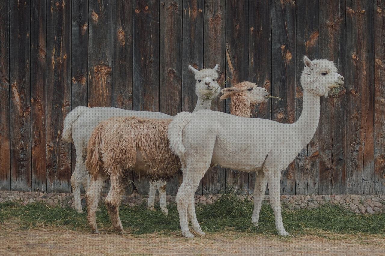 Review de alpacas con plástico