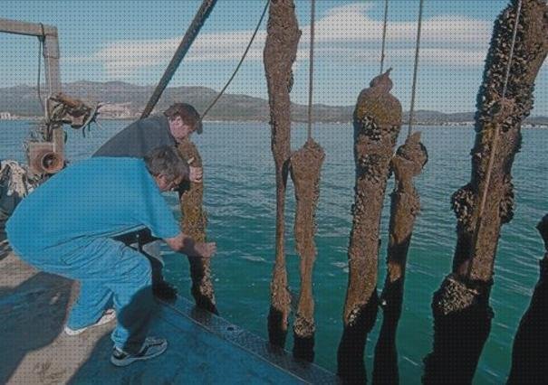 Análisis de los 2 mejores Amarre De Plástico Cuerdas De Bateas
