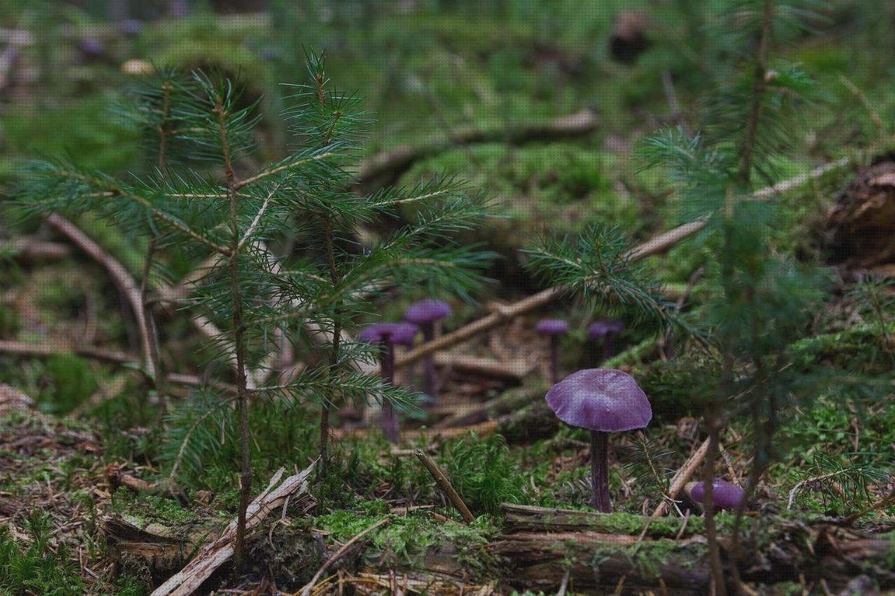 Las mejores telhas de plástico aroz con plástico resbaladilla de plástico amatista de plástico