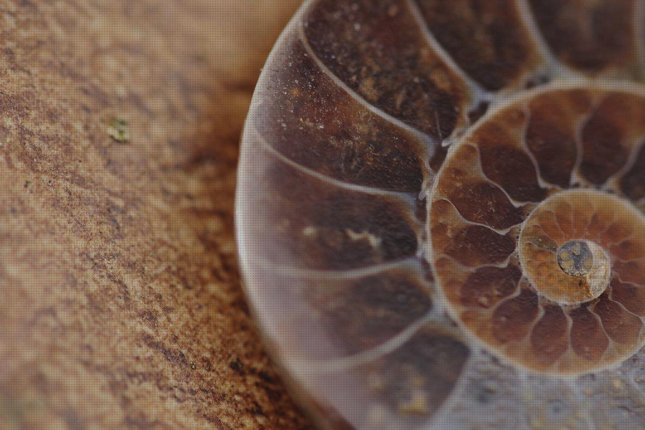 Las mejores marcas de caja de metacrilato 15x15 bezel metacrilato cortal metacrilato amonite interior metacrilato