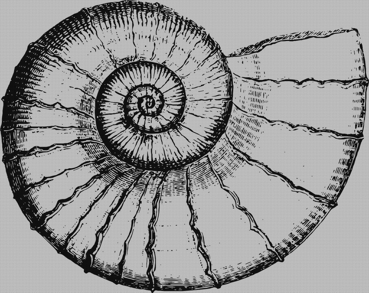 Los 13 Mejores Amonite Interior Metacrilato