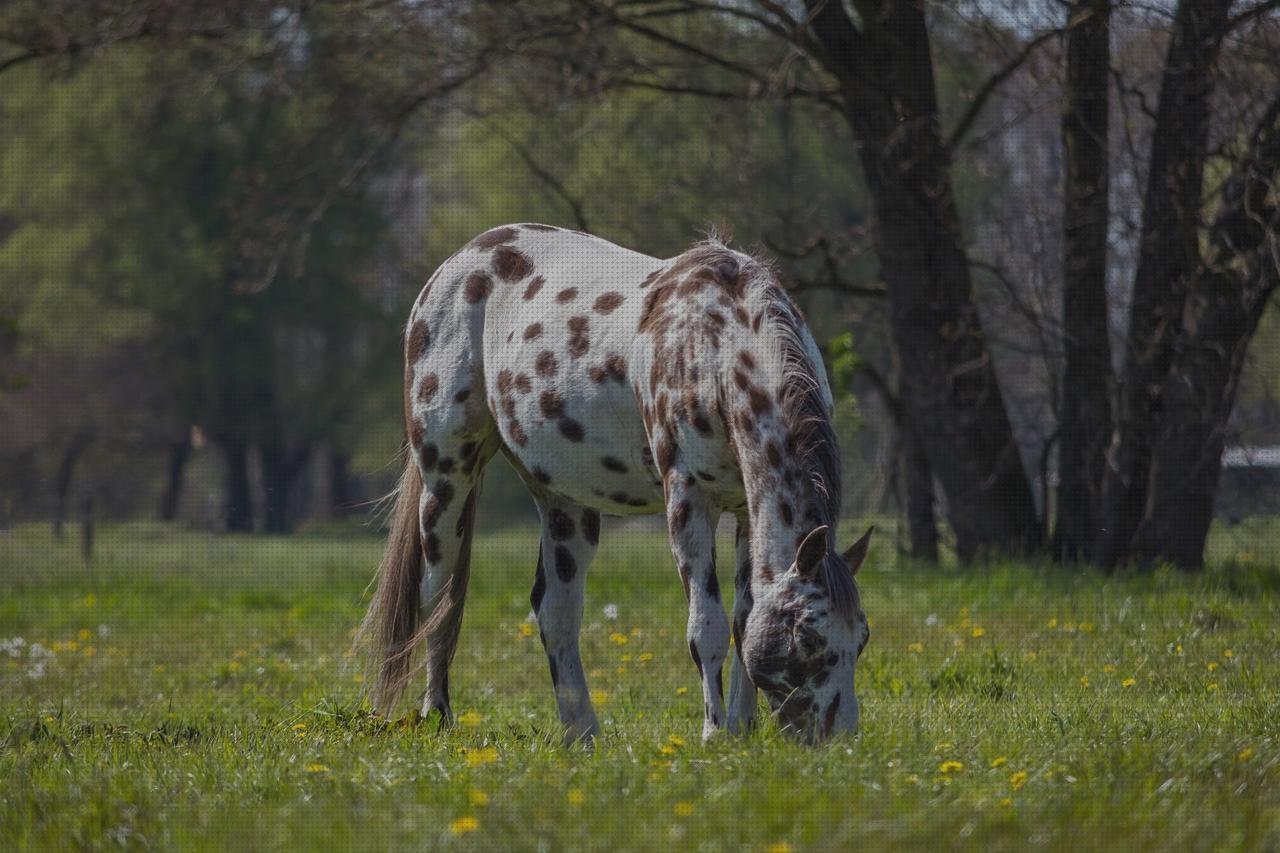 Los mejores 18 Apal Metacrilato