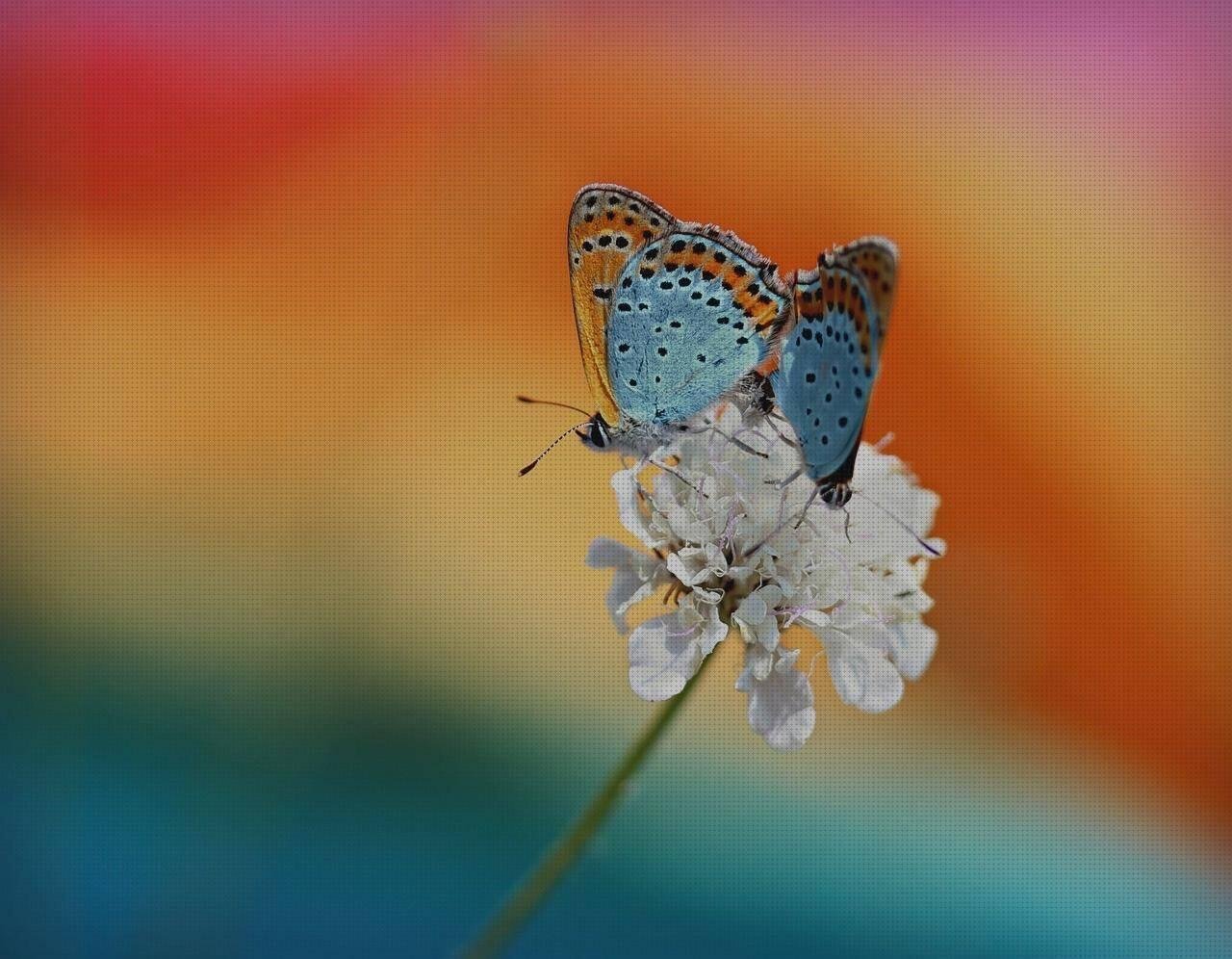 ¿Dónde poder comprar aparadores de plastico tapes de silicona flexibles pack de 12 elastico de silicona aparadores color teka melamina?