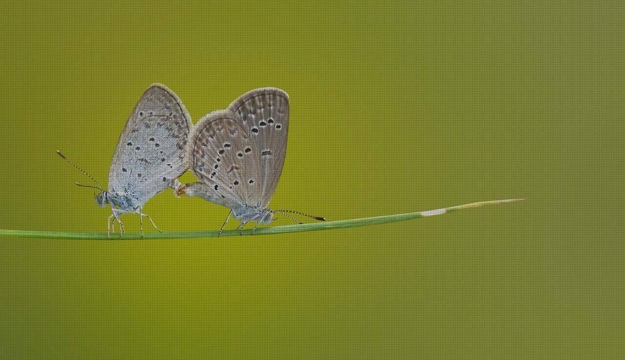 Análisis de los 8 mejores Aparadores De Melaminas Pasillos