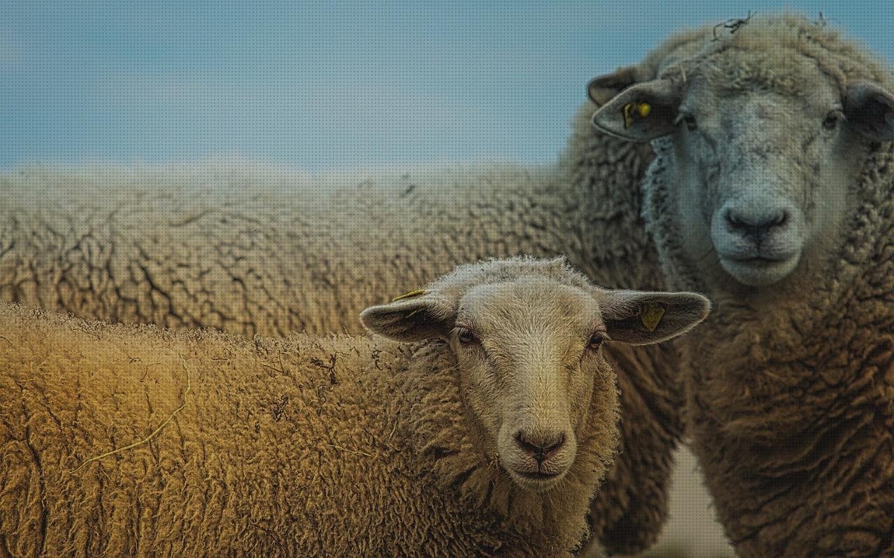 Los 4 Mejores Aries Metacrilato