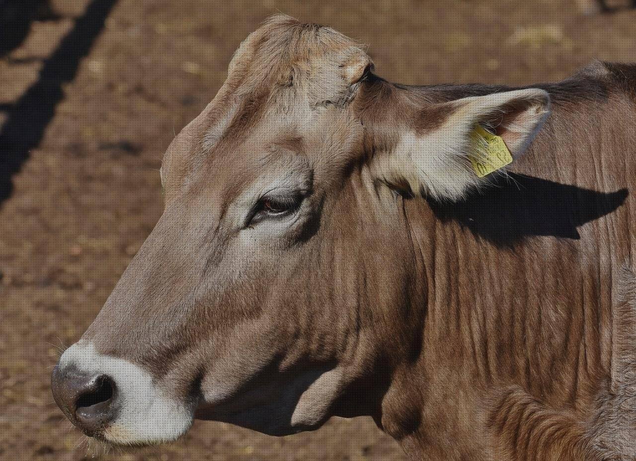 Review de auriculares oreja silicona