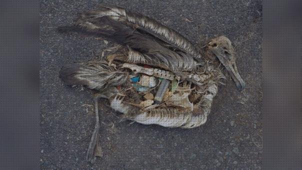 Review de aves con bolsas de plástico