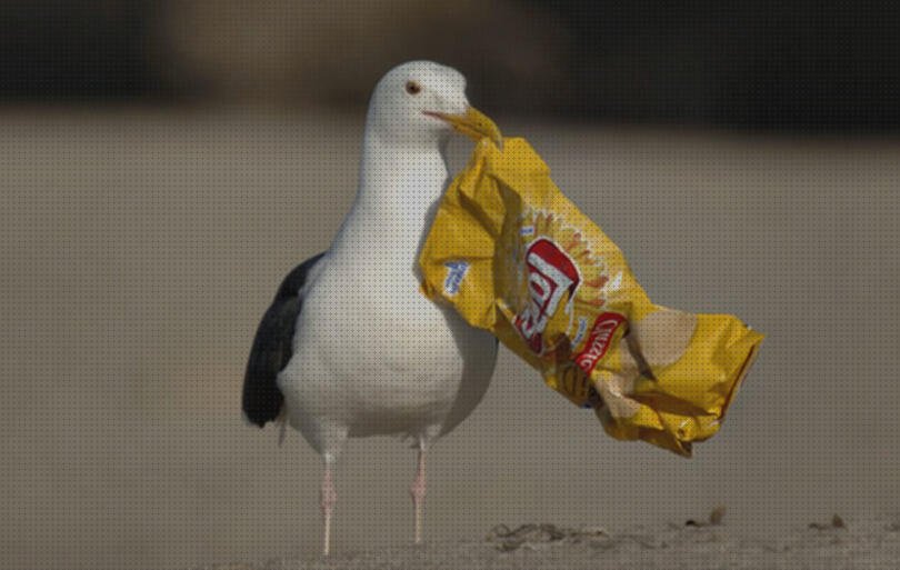 Las 13 Mejores Aves Con Bolsas De Plásticos