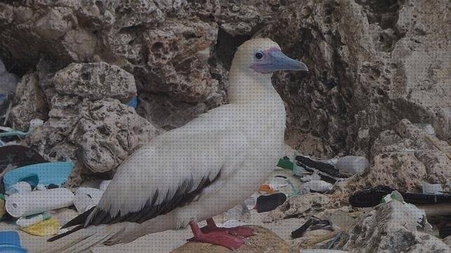 Las 1 Mejores Aves De Plástico